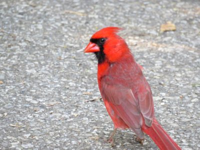 Northern Cardinal 1