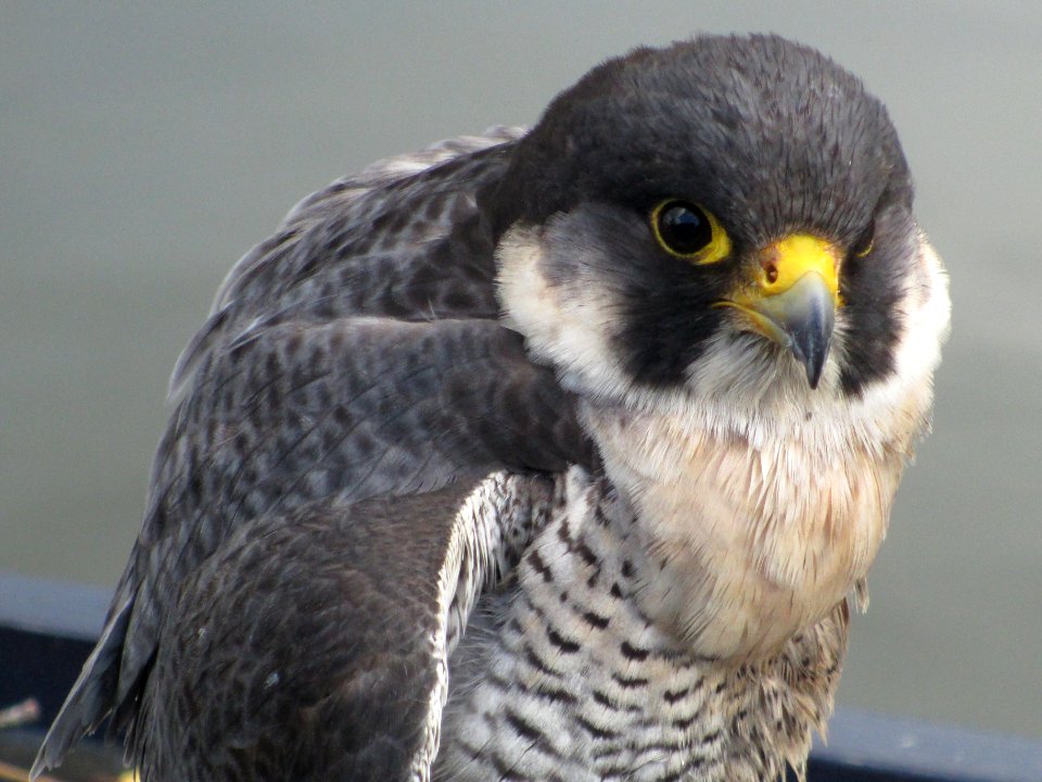 Canal barge peregrine portrait 21/03/17