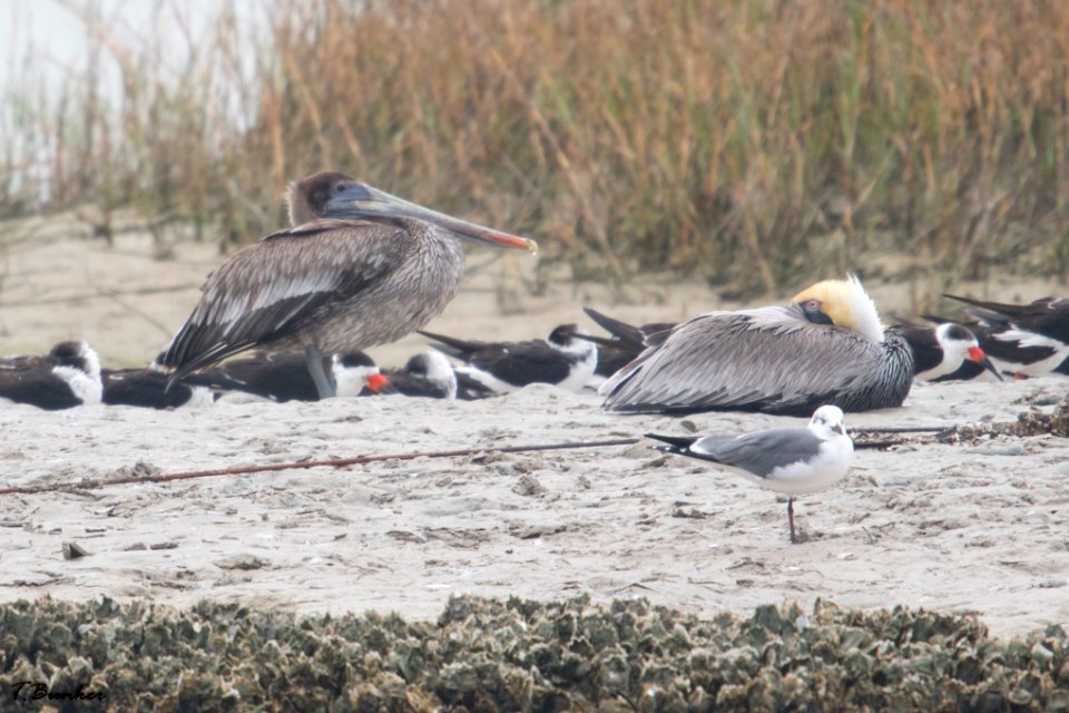 Brown Pelican and Black-skimmers