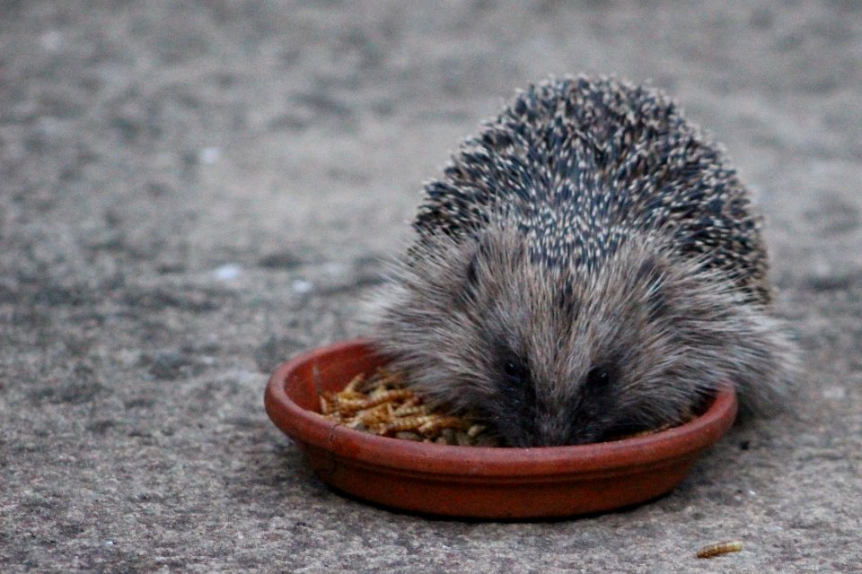 Hedgehog with its nose down in the food