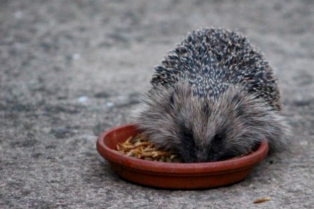 Hedgehog with its nose down in the food