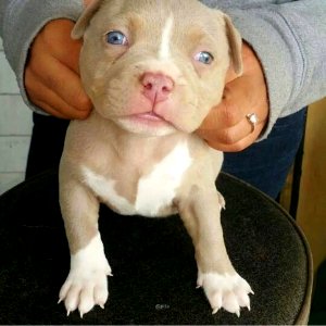 The Pit Bull Press - Pit Bull Photos