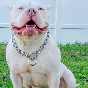 The Pit Bull Press - Pit Bull Photos