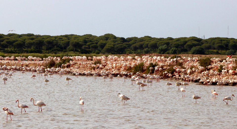 Greater flamingo nest colony photo