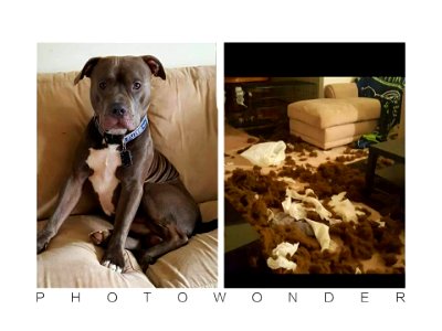 The Pit Bull Press - Pit Bull Photos