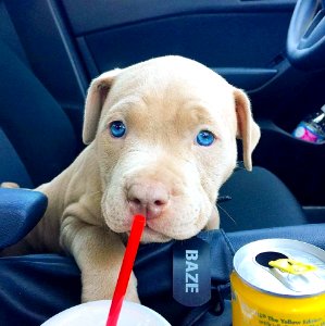 The Pit Bull Press - Pit Bull Photos