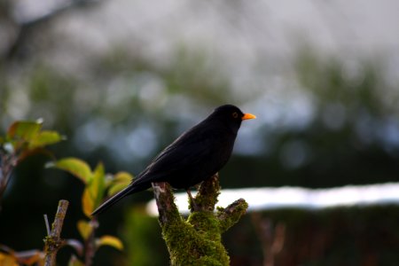 Merle noir (mâle)