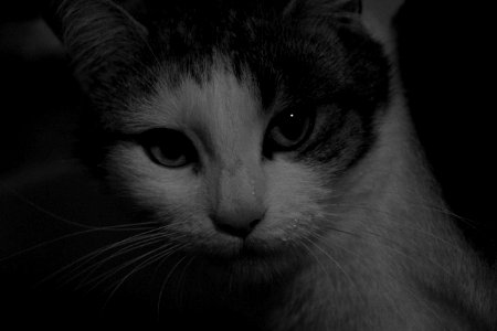 chat mouillé