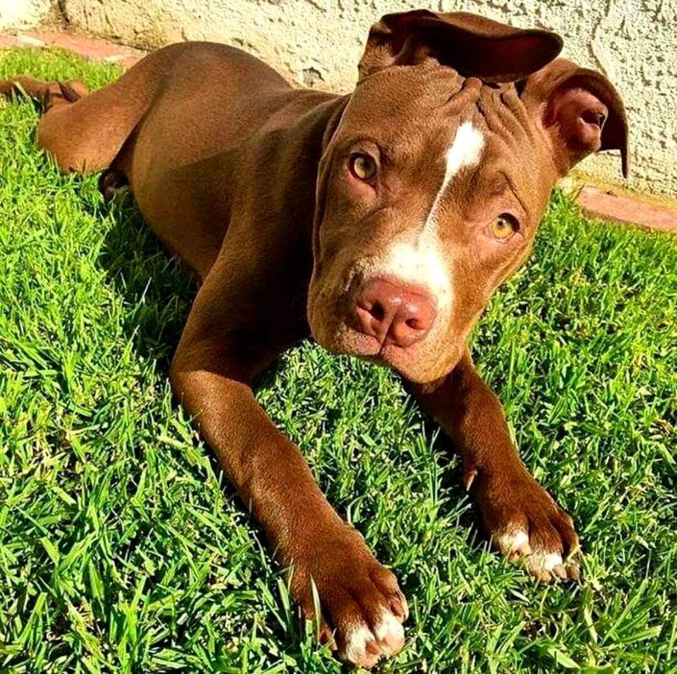 The Pit Bull Press - Pit Bull Photos