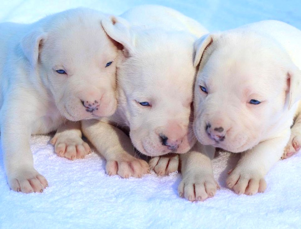 The Pit Bull Press - Pit Bull Photos