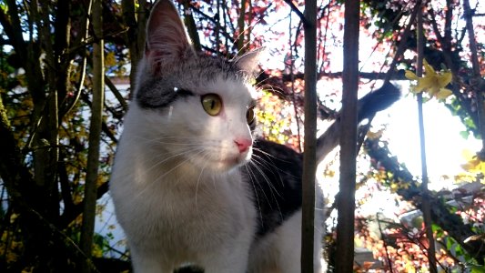 mon chat