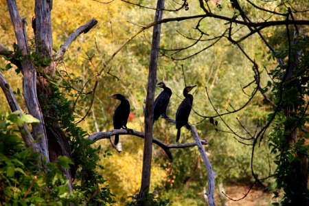 Grand cormoran photo