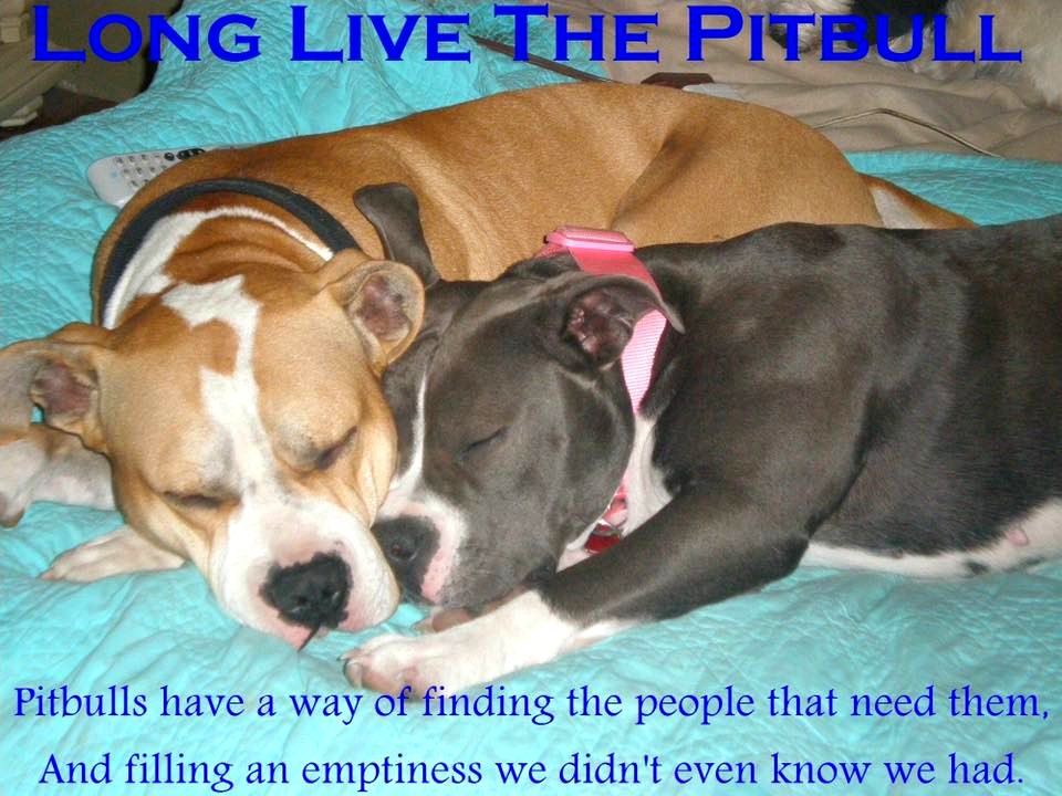 Pit Bull Press - Memes