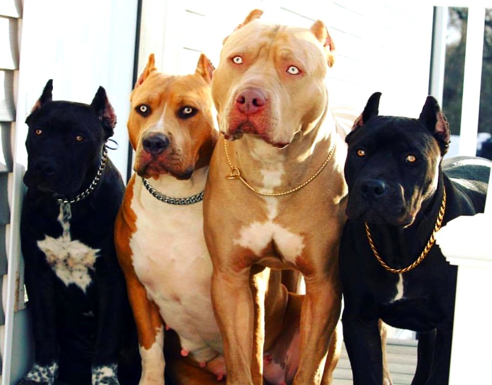 The Pit Bull Press - Pit Bull Photos