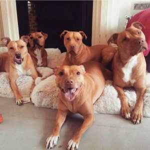 The Pit Bull Press - Pit Bull Photos