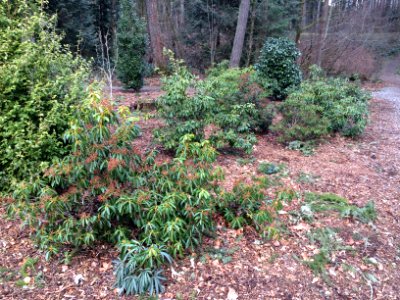 Mountain Laurel