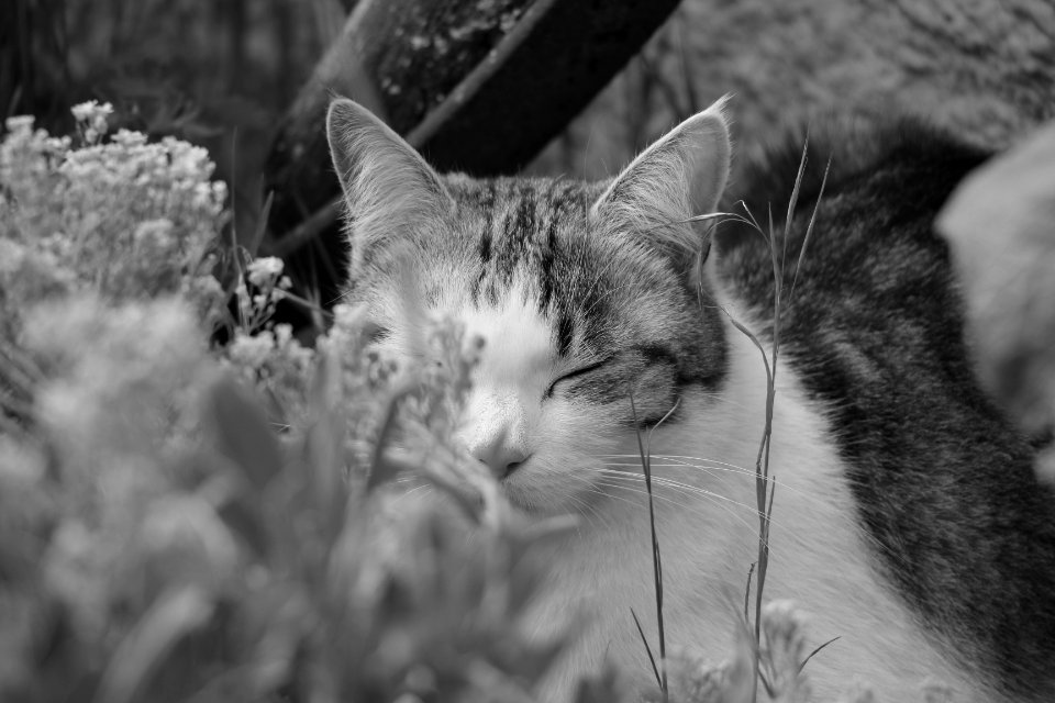 Dans les hautes herbes