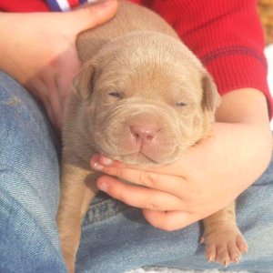 The Pit Bull Press - Pit Bull Photos