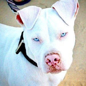The Pit Bull Press - Pit Bull Photos