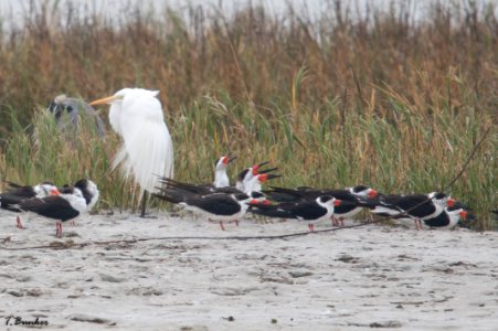 Great Egret and Black-skimmers