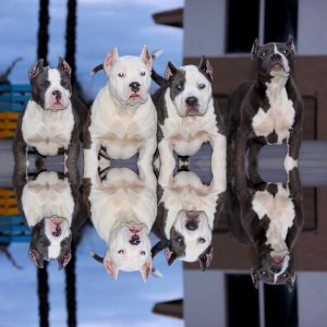 The Pit Bull Press - Pit Bull Photos