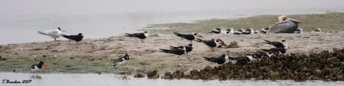 Resting on the sandspit