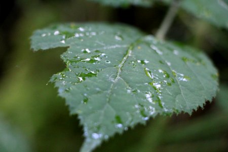 Feuille humide