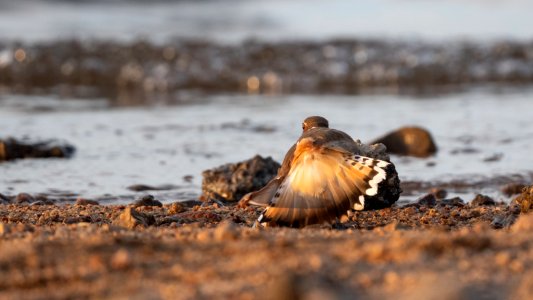 Fan-tail display - Killdeer