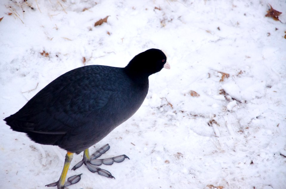 En compagnie d'une foulque