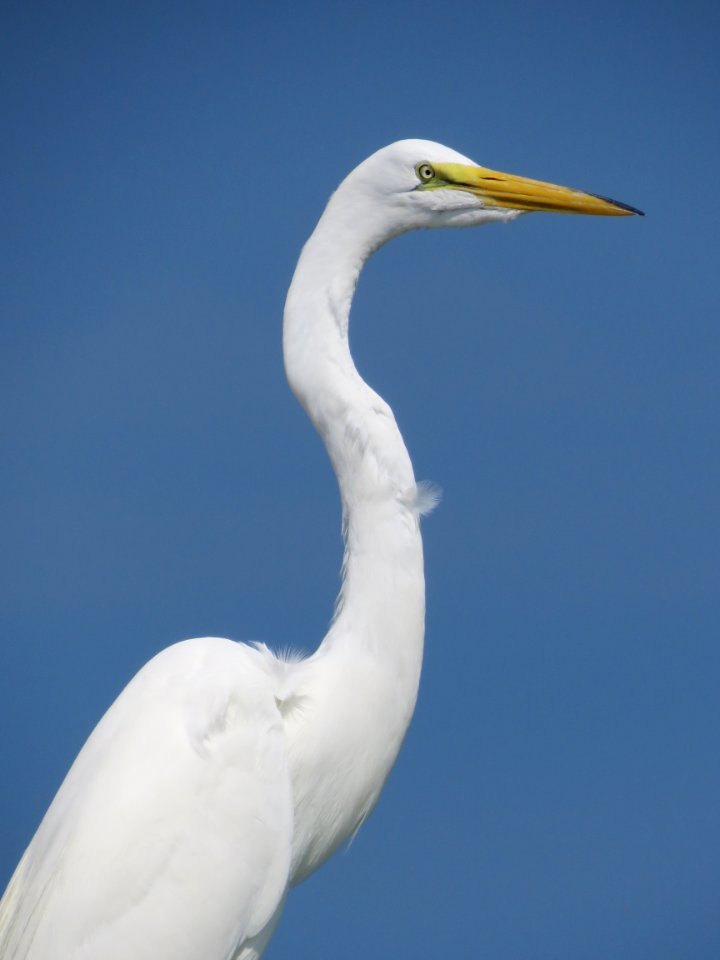 Great Egret