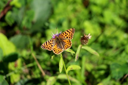 Papillon nacré de la ronce