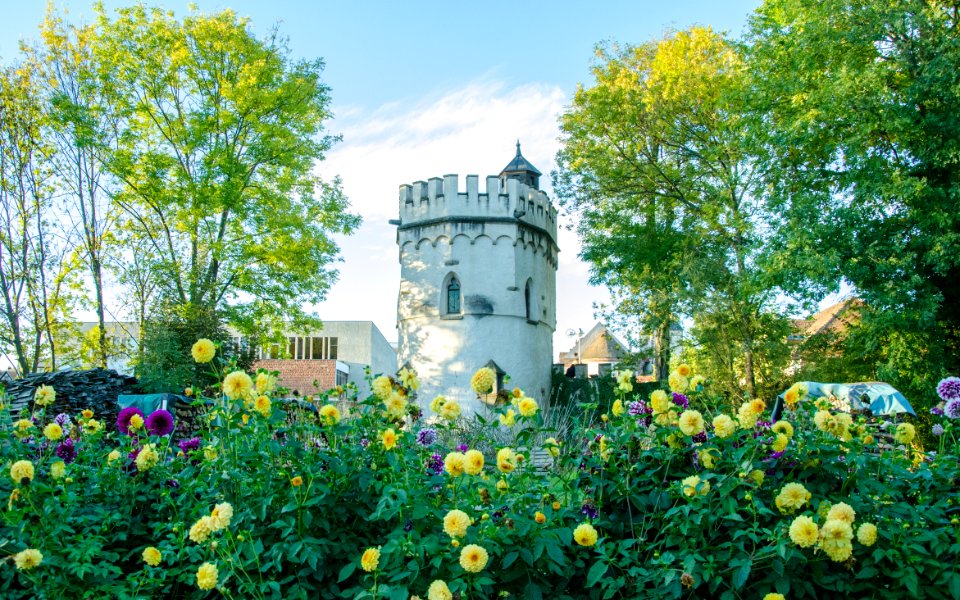 La tour Sainte-Marthe et ses dahlias photo