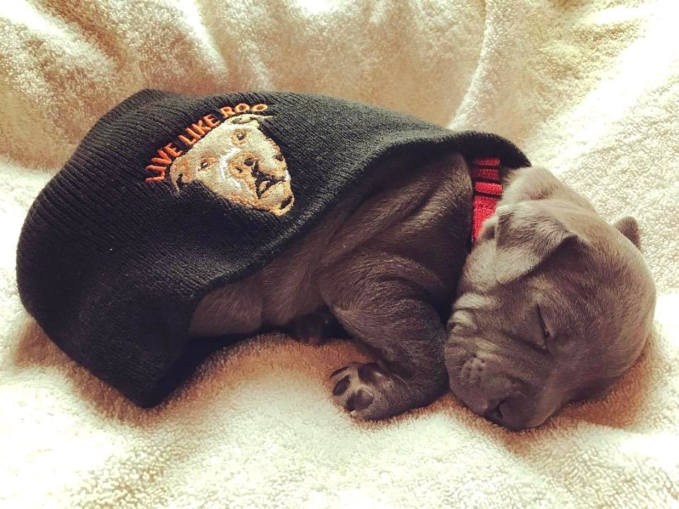 The Pit Bull Press - Pit Bull Photos