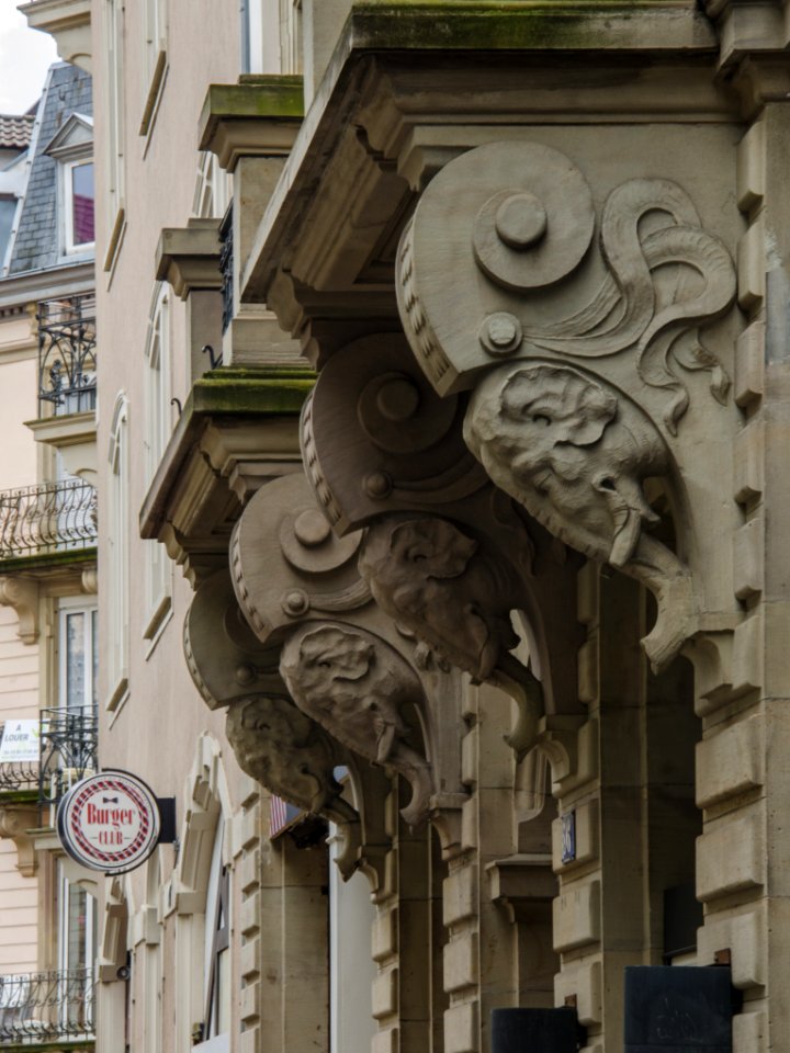 Superbes corbeaux éléphants