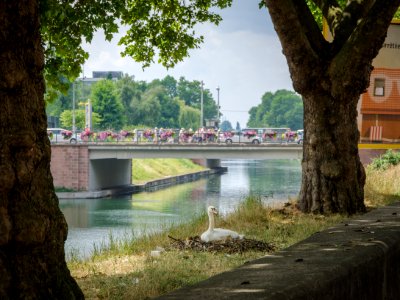 Le nid'étoile photo