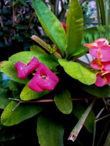Solo flores