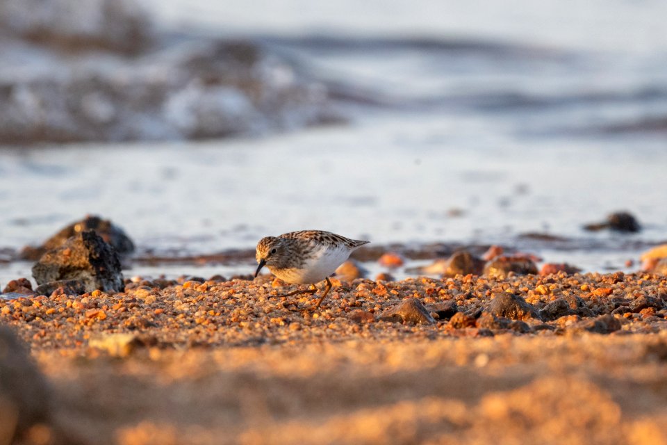 Least Sandpiper -  beach combing