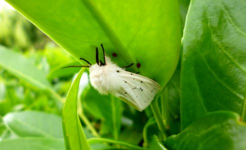 Papillon Euproctis chrysorrhoea