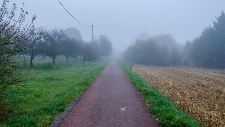 Le verger dans le brouillard photo