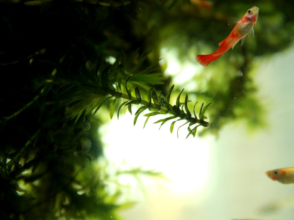 Guppy and Hydrilla