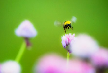 Bumble Bee photo