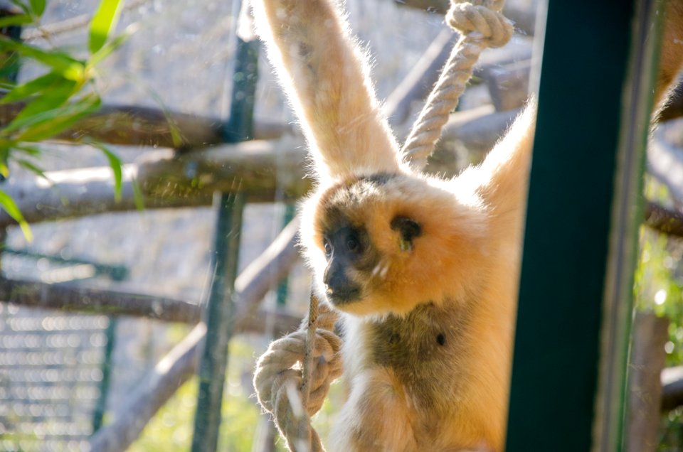 Curiosité du Gibbon