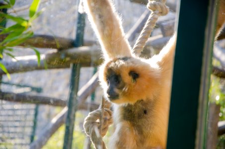 Curiosité du Gibbon photo