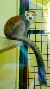 Lémur couronné photo