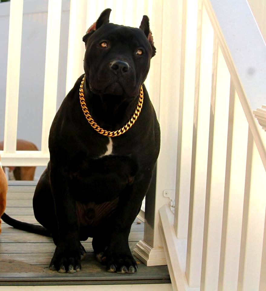 The Pit Bull Press - Pit Bull Photos