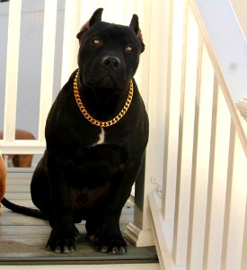 The Pit Bull Press - Pit Bull Photos