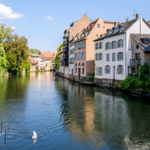 Cygne à la pêche (Canal de la Zornmühle) photo