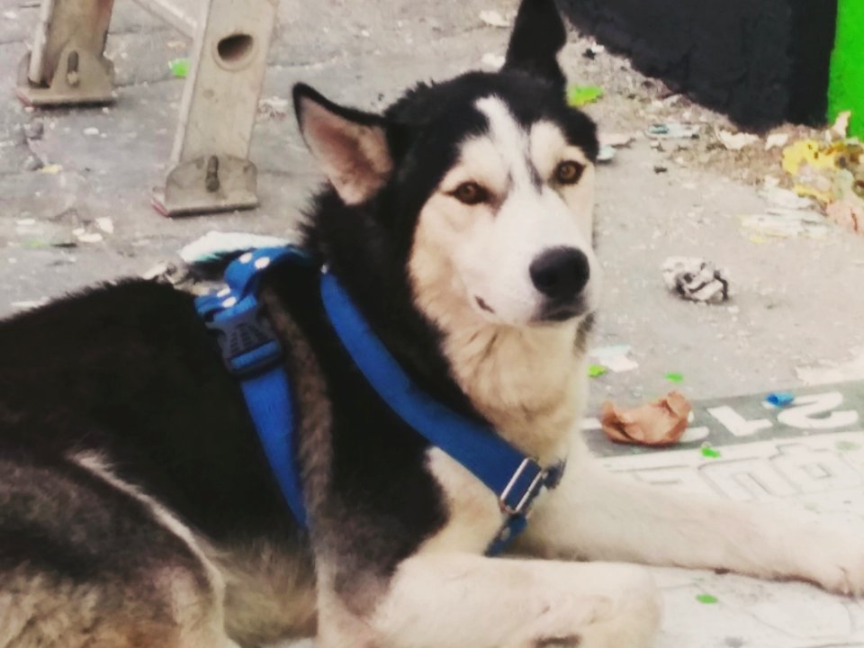 Husky siberiano...