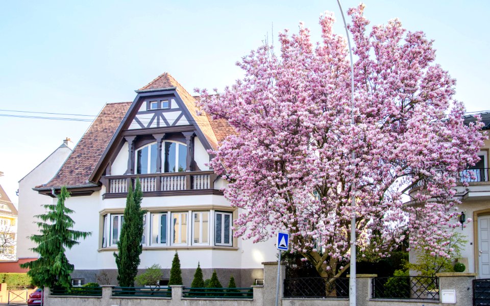 Beau Magnolia de la Rue du Lazaret
