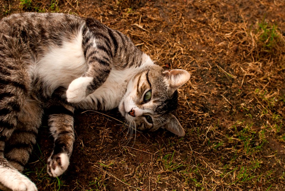 The Charming Pavarotti